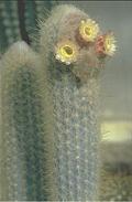 Austrocephalocereus dybowskii